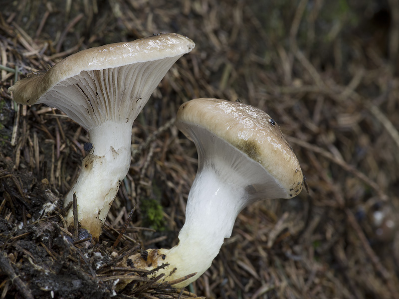 Gomphidius glutinosus